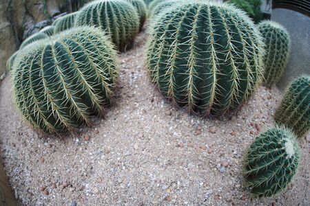 Cactus Gardenの写真素材