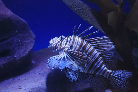 lion fish