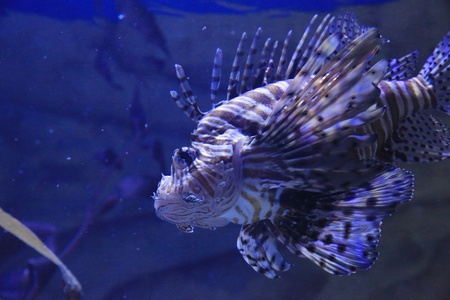 lion fishの写真素材