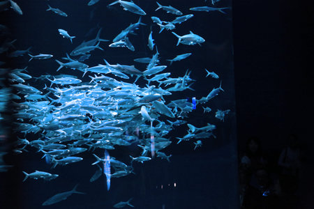 aquarium