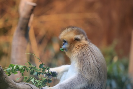 monkeyの写真素材