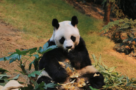 pandaの写真素材