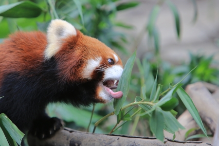 Red pandaの写真素材