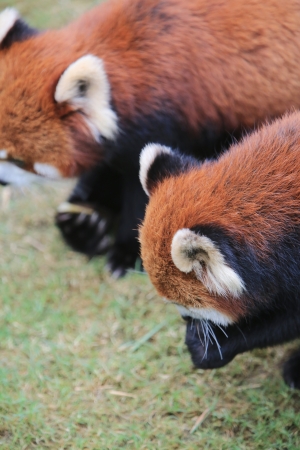 Red pandaの写真素材