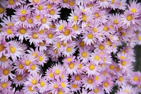 Chrysanthemumの写真素材