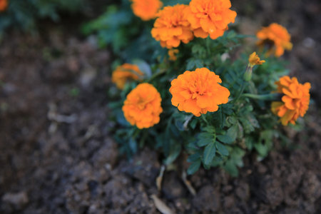 orange flowerの写真素材