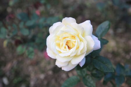 roseの写真素材