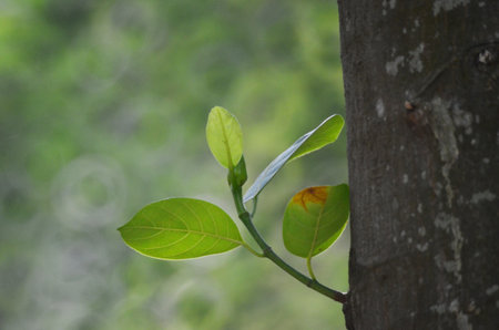 branch of tree