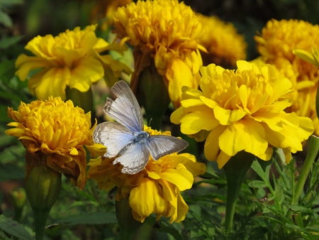 yellow flower and butterflyの写真素材