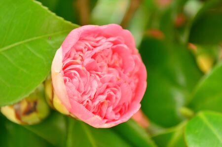 Kamelie  Camellia Japonica , Japanese Camellia In Pink  Called Rose Of Winter の写真素材