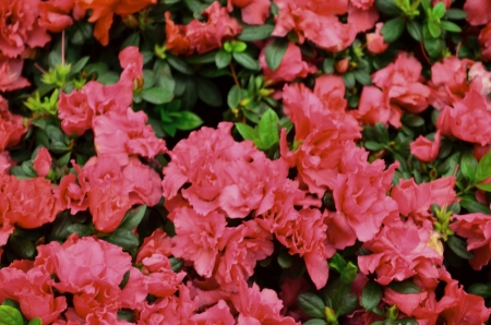 Azaleasの写真素材