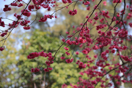 CHERRY BLOSSOM IN SPRING