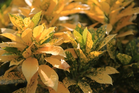 plantの写真素材