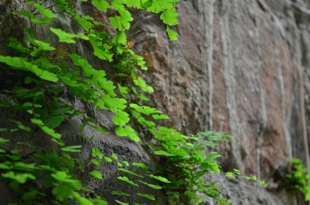 Green creeper tree on wallの写真素材