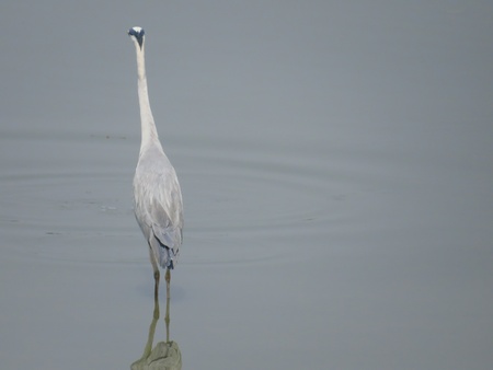 Great Egretの写真素材