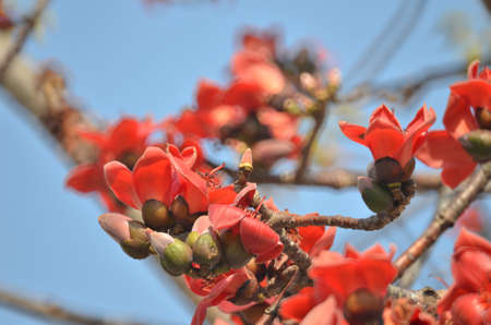 Cotton Tree   Flowersの写真素材