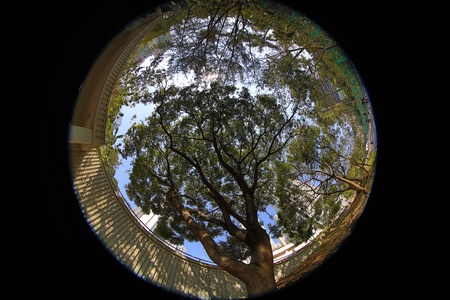 Tall Trees In A Winter Sky の写真素材