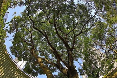 tree
