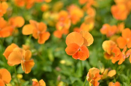Close-Up Of Flower In Bloomの写真素材