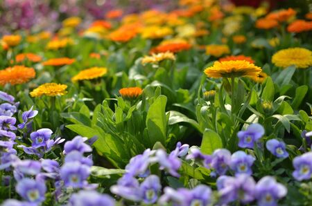 flower bedの写真素材