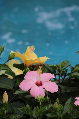 Flowersの写真素材