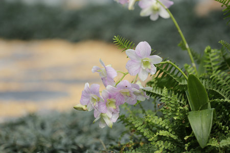 Orchidaceaeの写真素材