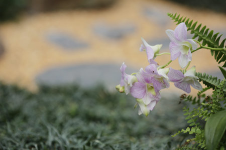 Orchidaceaeの写真素材