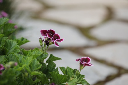 gardenの写真素材