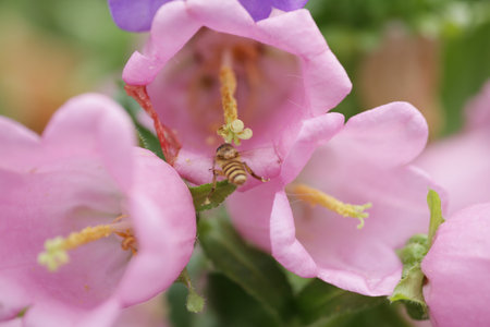 Bellflower 