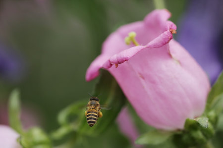 Bellflower  and bee