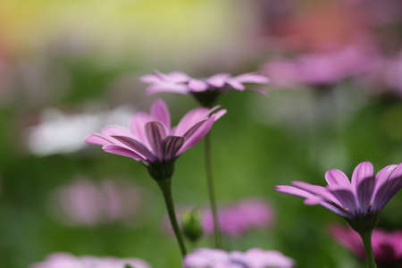 Daisyの写真素材