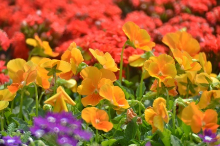 flower bedの写真素材