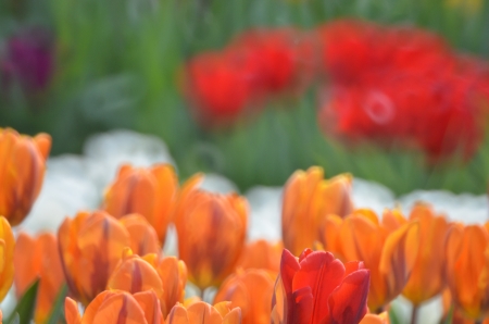 Tulipの写真素材