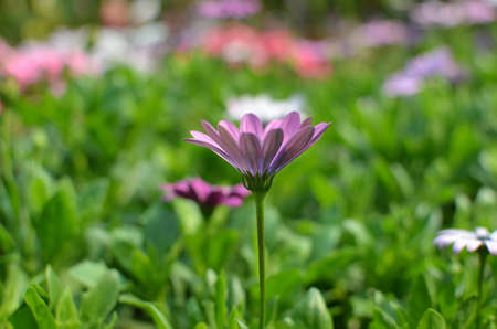 daisyの写真素材