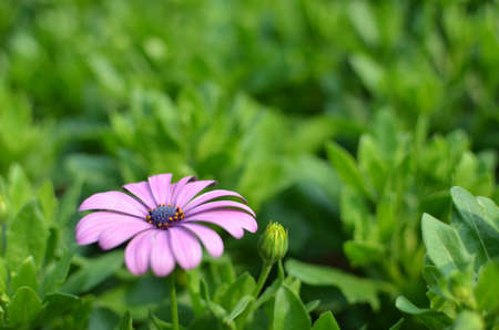 daisyの写真素材