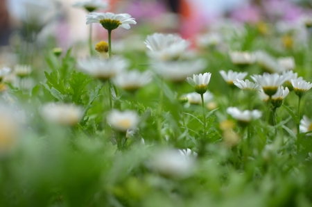 daisyの写真素材