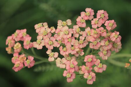 Crown Of Thorns Flowerの写真素材