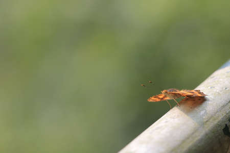 butterflyの写真素材