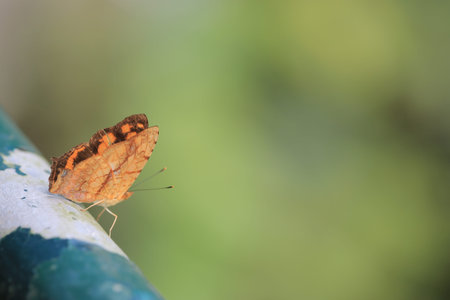 butterfly