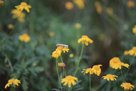 moth and flowerの写真素材