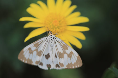 moth and flower