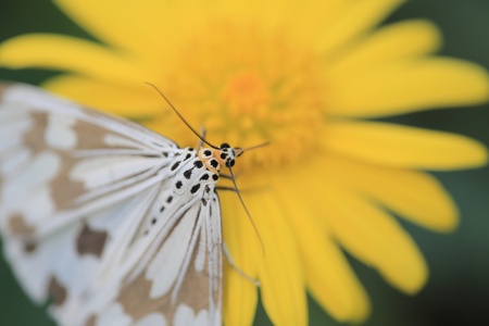 moth and flowerの写真素材