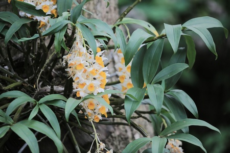 flowerの写真素材