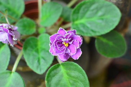Saintpaulia ionatha