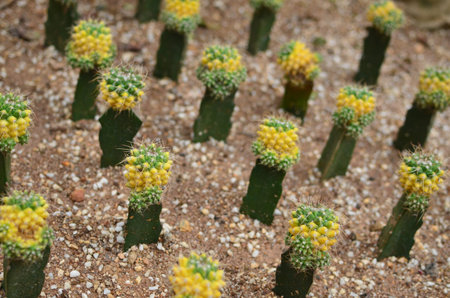 Cactus Garden