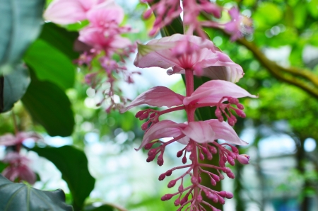 pink flowerの写真素材