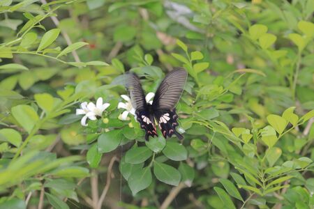 Papilio helenusの写真素材