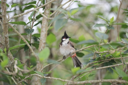 Red-whiskered Bulbulの写真素材