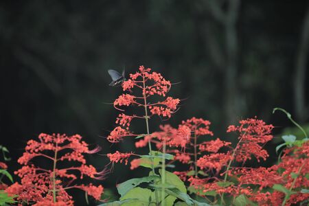 red flowersの写真素材