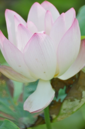 lotusの写真素材